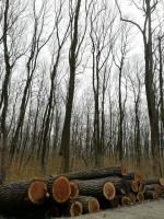 Walnut Saw logs |  Hardwood | Logs | Adam