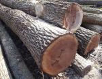 Walnut Saw logs |  Hardwood | Logs | Adam