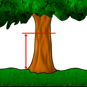 Měření - Průměr na prsní výšce #1