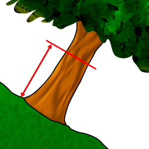 Měření - Průměr na prsní výšce #2