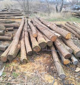 Agátove stĺpy v kôre 