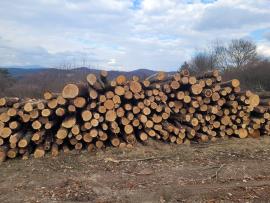 AUKCIA DUBOVEJ GUĽATINY